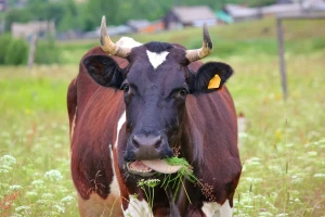 Тест 2 характеристики Тест 2 характеристики